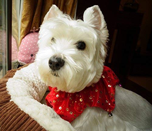 dog christmas bell collar