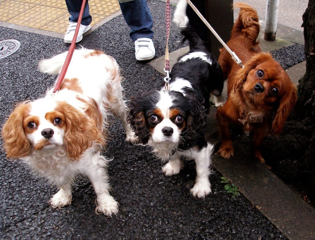 Cavalier King Charles Spaniel Grooming A Guide with Haircut Pictures