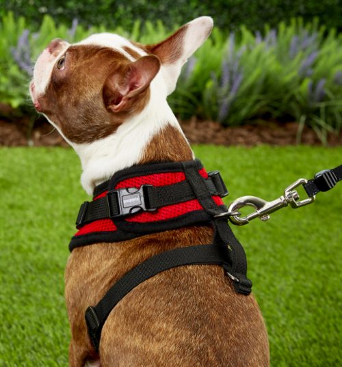 French Bulldog in red Puppia dog harness