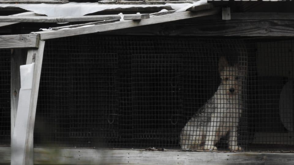 Top Puppy Mill Investigator Reveals His Secrets In New Rescue