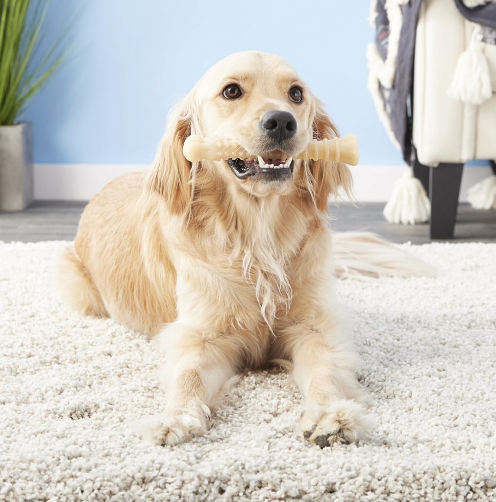 Toys to Keep Dogs Busy Tips and Tricks to Busy Your Home Alone Dogs