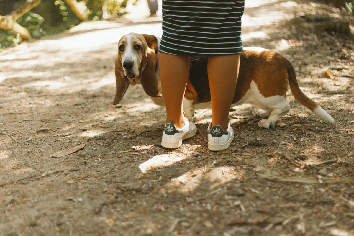 A small hound peeking out from behind a human's legs.