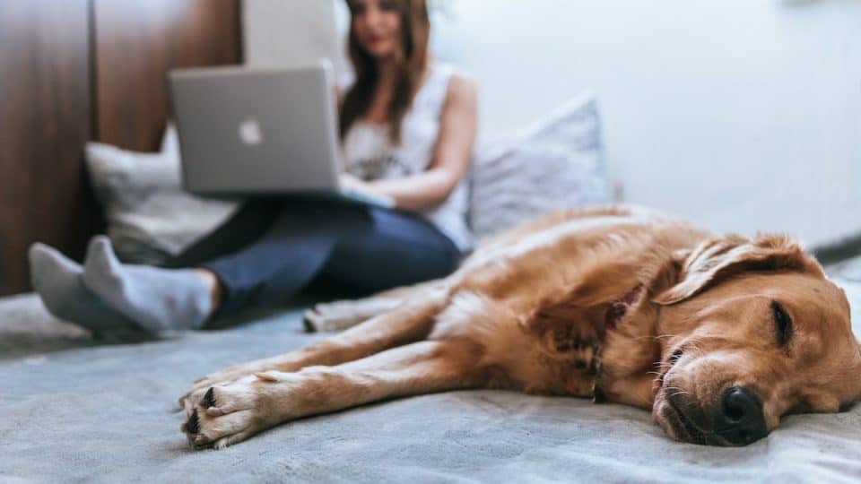 A dog napping next to a woman working on a laptop.
