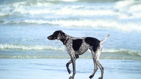A dog on the beach in pet-friendly Orlando