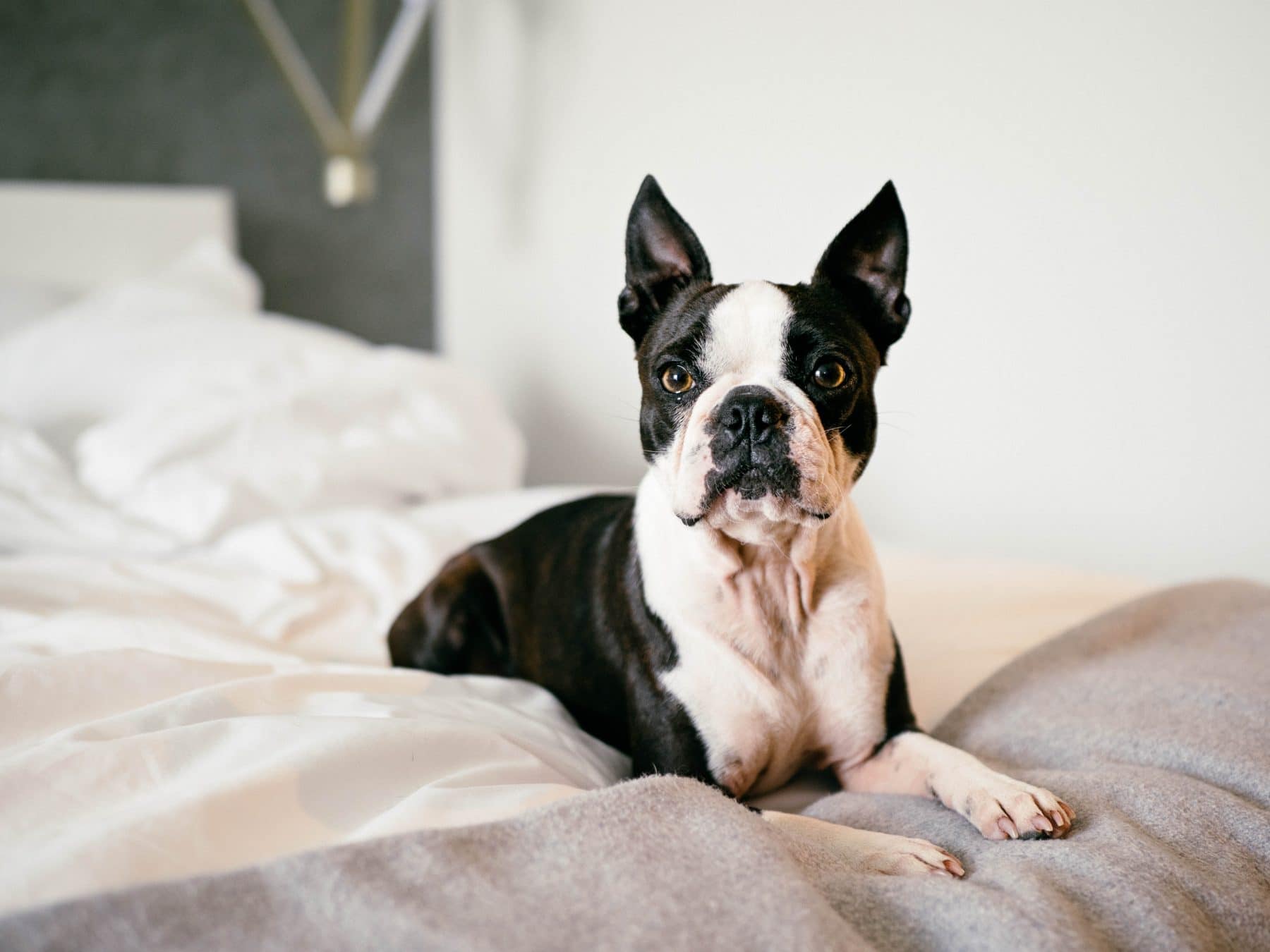 are boston terriers good for first time owners? 2