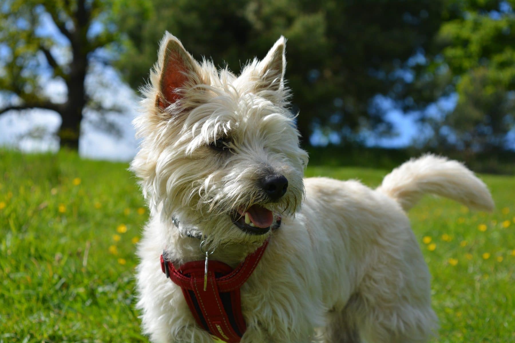 Cairn Terrier Grooming The Essential Guide With Pictures Of Haircut Styles