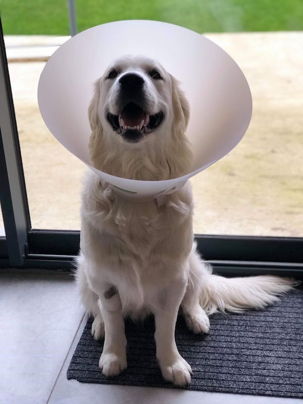 chien avec cone qui vient d'être castré