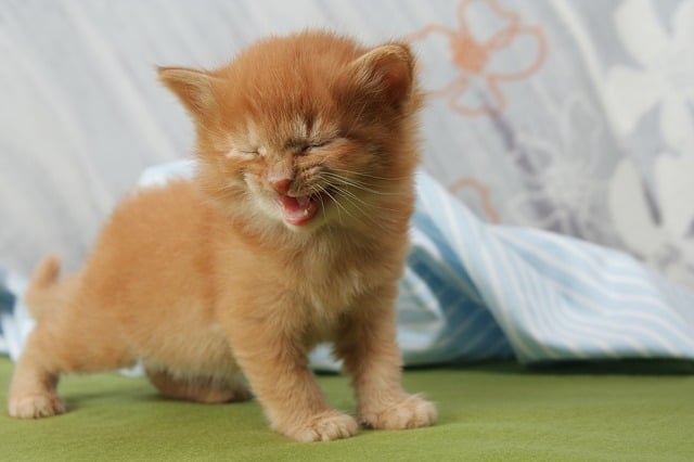 Cat Jokes: 41 Kitty Quips Too Pawsome to Pass Up