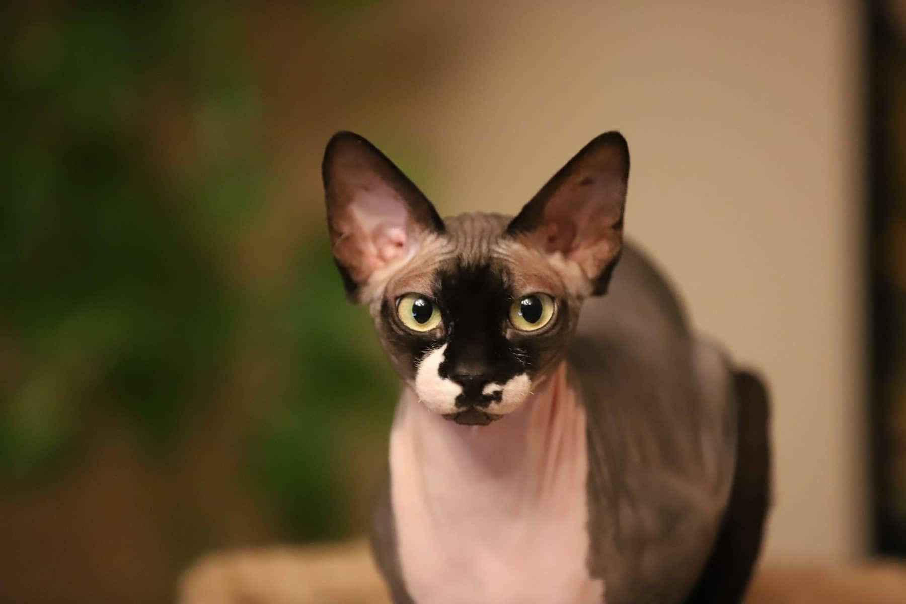 Hairless Cat Names 70 Names From King Tut To Fuzzy