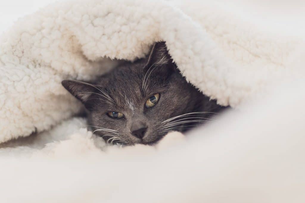 outdoor cat blanket