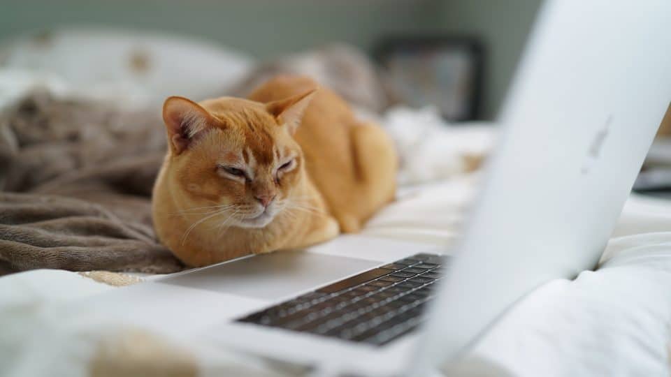 orange cat sitting at laptop