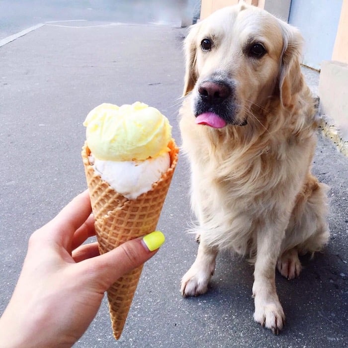 chien au régime devant une glace