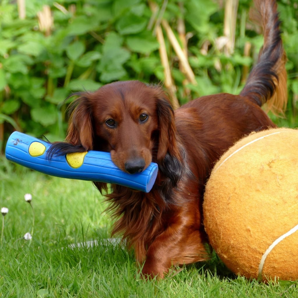 Grooming LongHaired Dachshunds The Essential Guide with Photos