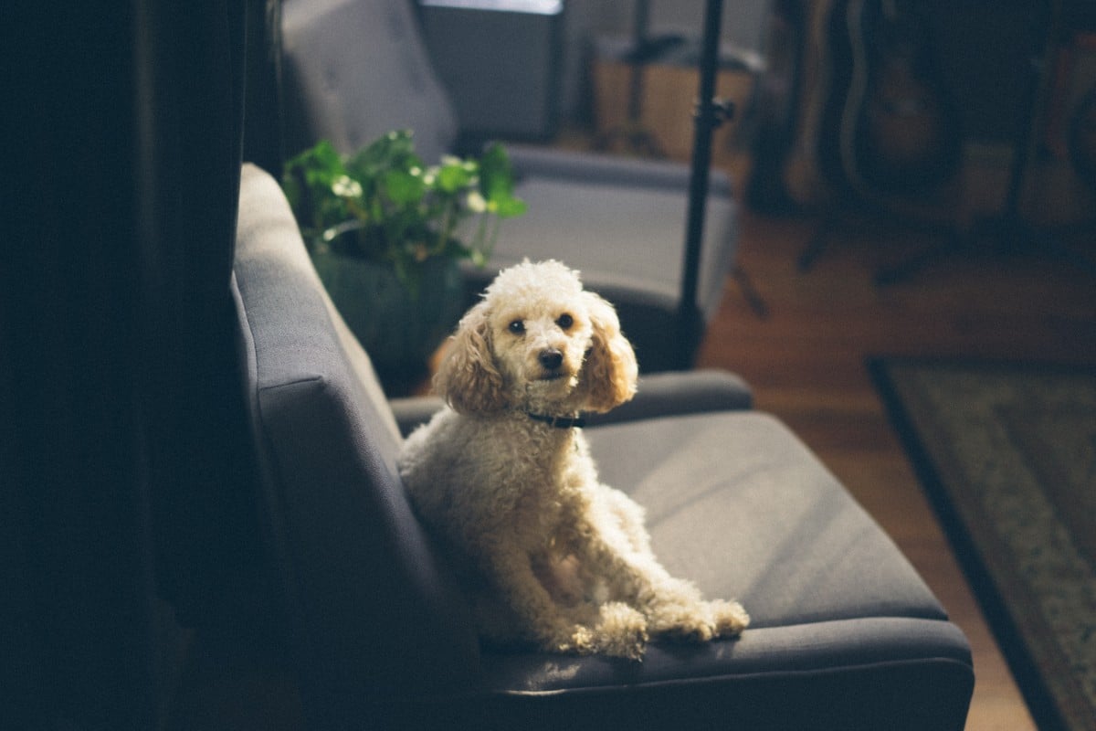 A poodle or poodle-mix sitting on a couch, looking upward.