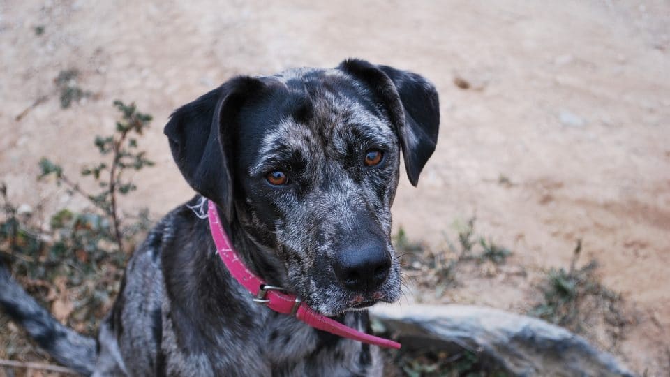 catahoula leopard dog looks at the camera in an article about catahoula names