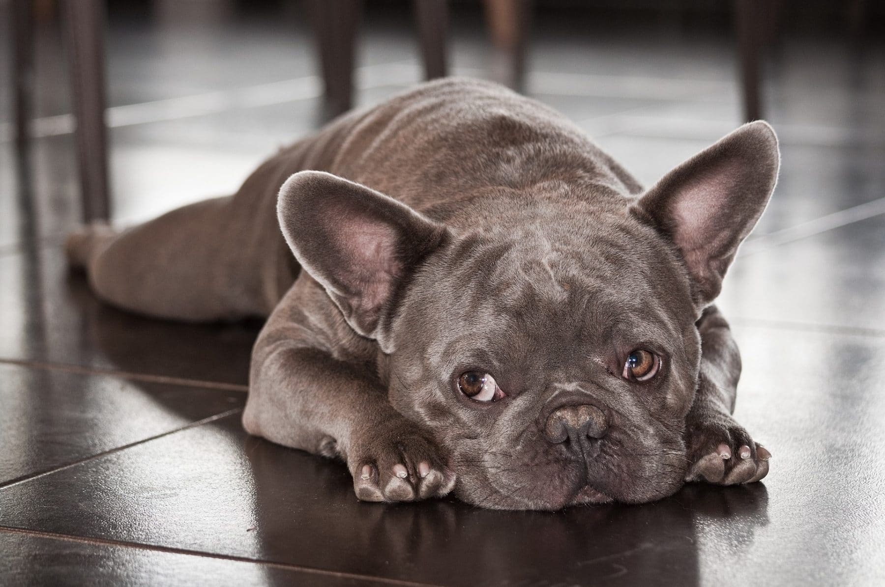 do french bulldogs need grooming? 2