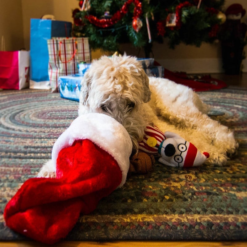 Dog Christmas Stockings 24 Cute, Funny, and Festive Options