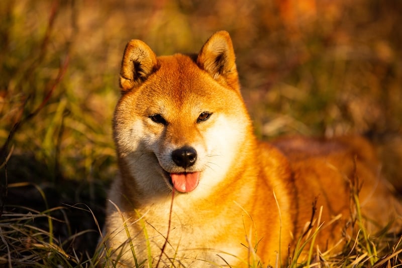 15 Surprising Shiba Inu Facts You Need To Know Before Getting A Shiba