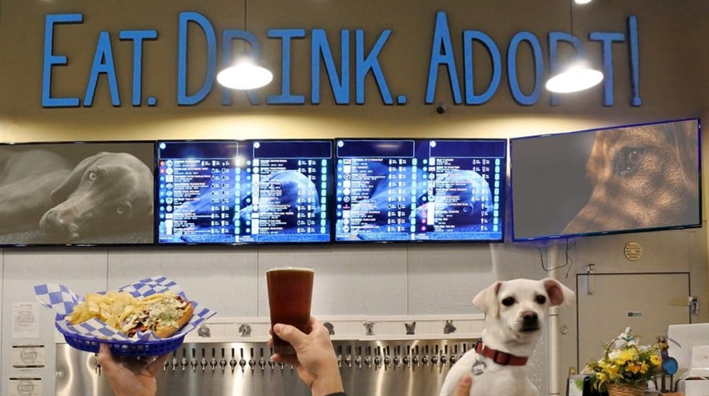 almost heaven dog rescue