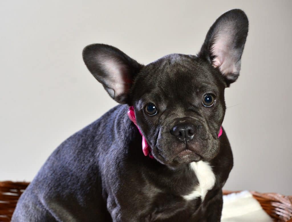 French Bulldog Grooming Bathing, Shedding, and More