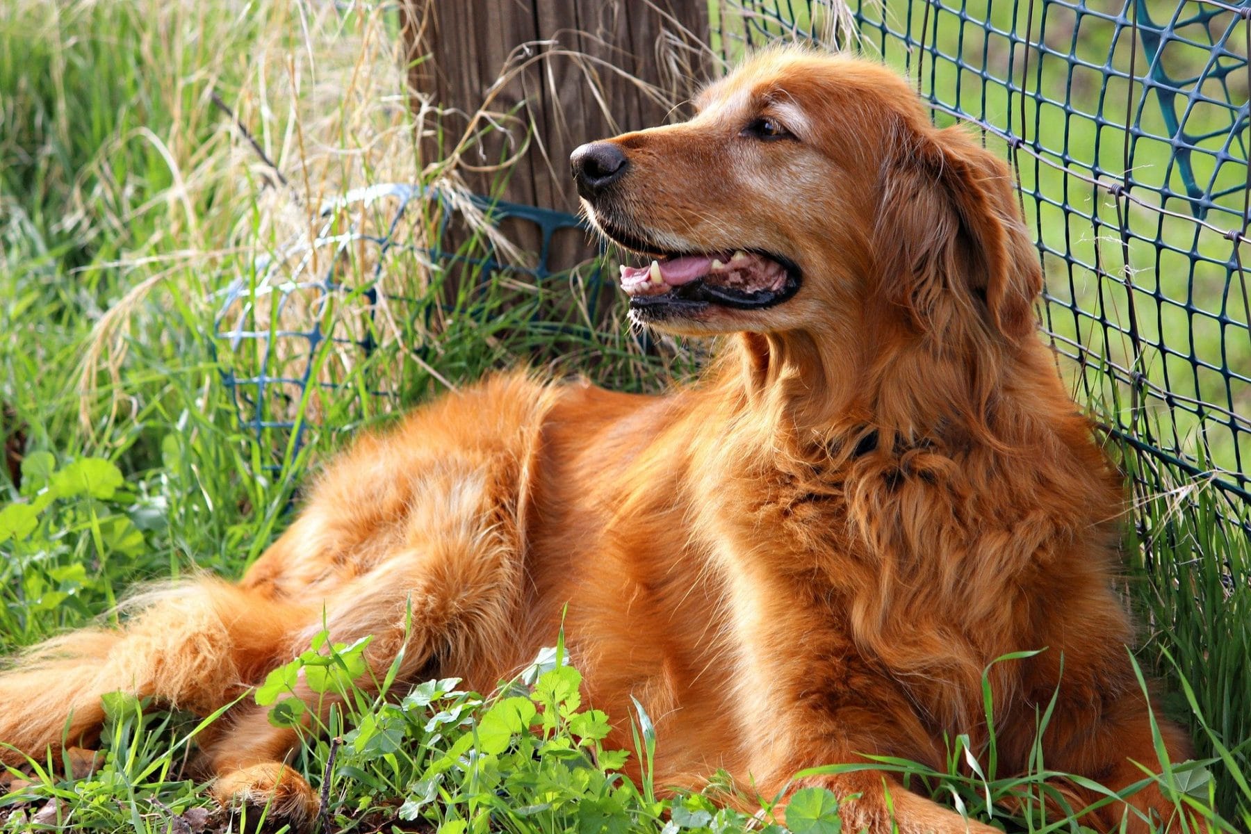 Golden Retriever Grooming: The Essential Guide with Pictures of Haircut  Styles | The Dog People by 