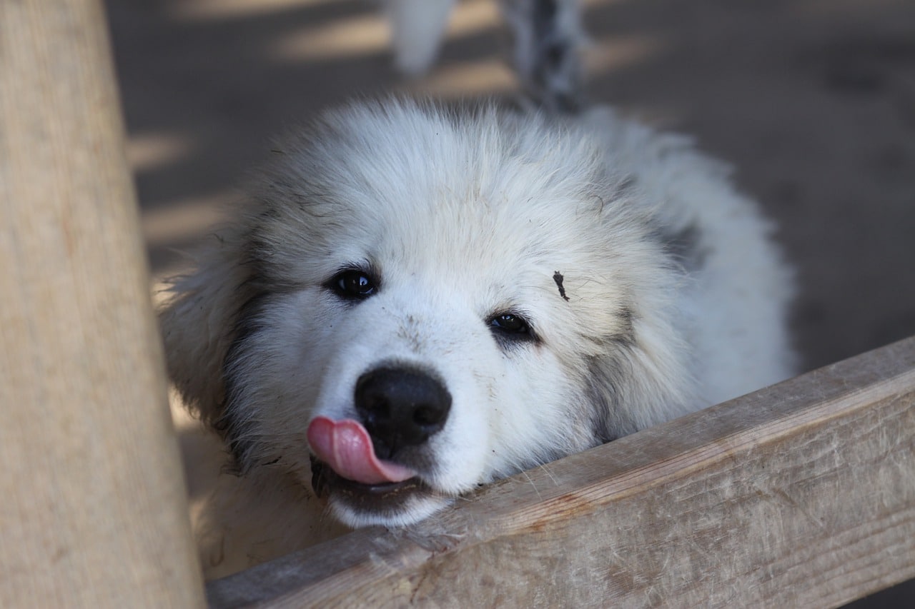 Can Great Pyrenees Be Inside Dogs