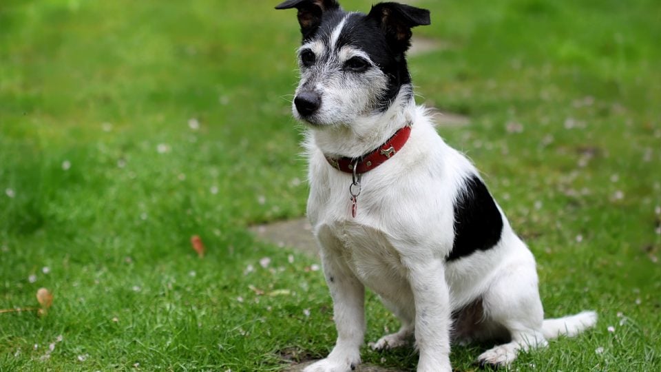 The Best Black And White Dog Names For Your New Pup White Dog Names For Your New Pup