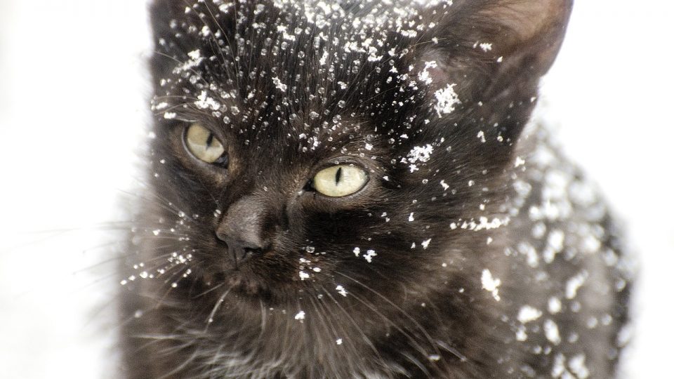 black cat in snow