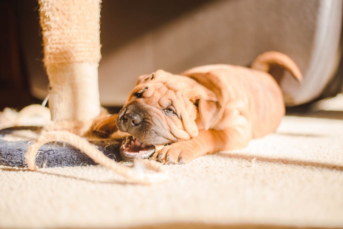 A Shar-Pei puppy gnawing on a toy.