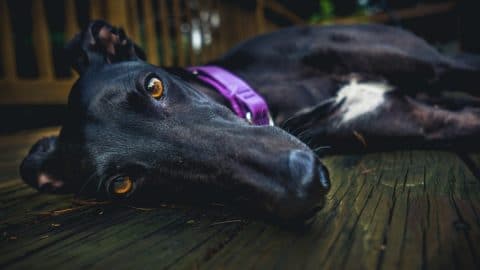 Close-up of a black dog with brown eyes, lying on a wooden deck and staring at the camera.
