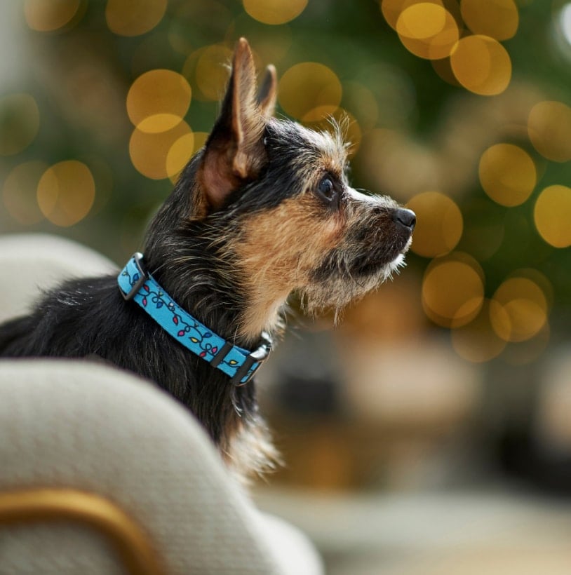 Christmas Dog Collars 17 Festive Holiday Dog Collars