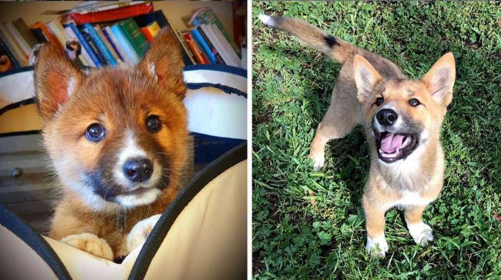 Adorable Injured Puppy Discovered In Backyard Is Actually 100 Dingo The Dog People By Rover Com