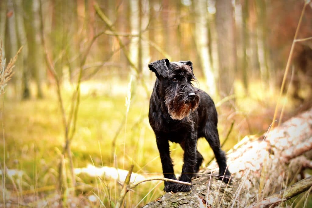 Schnauzer Hair Cuts Style Ideas With Photos And Grooming Tips Schnauzer Hair Cuts Style Ideas With