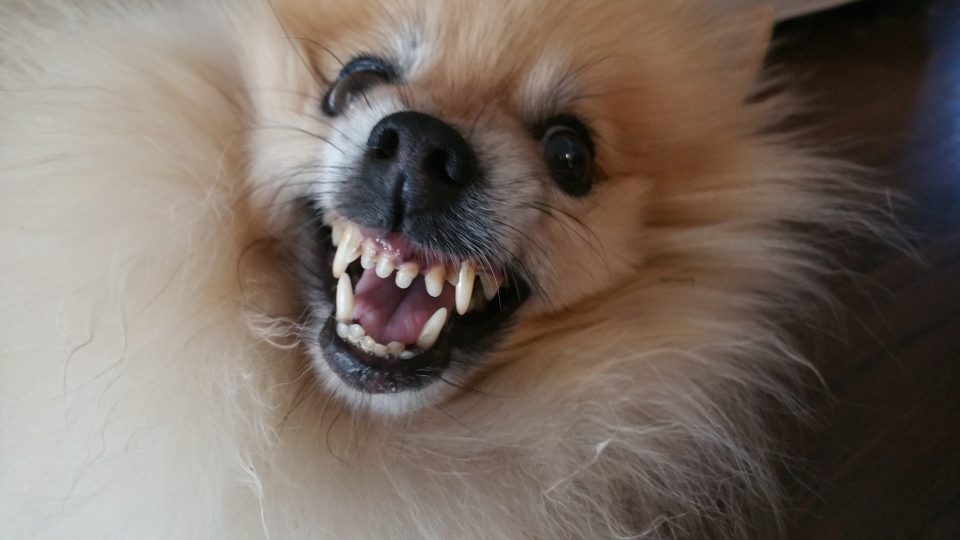 Ocane Ha Un Cane Di Chi è Il Cane