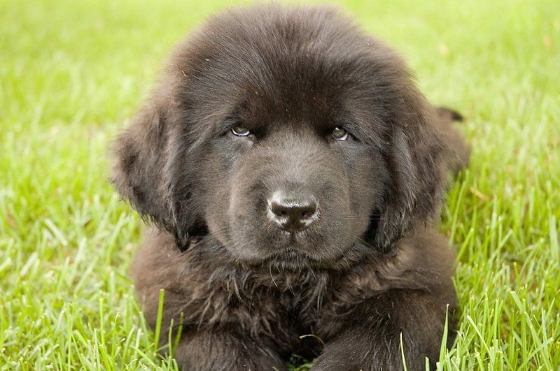Newfoundland Puppies: Everything You Need to Know
