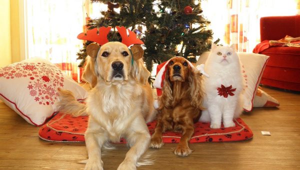 pets in front of Christmas tree