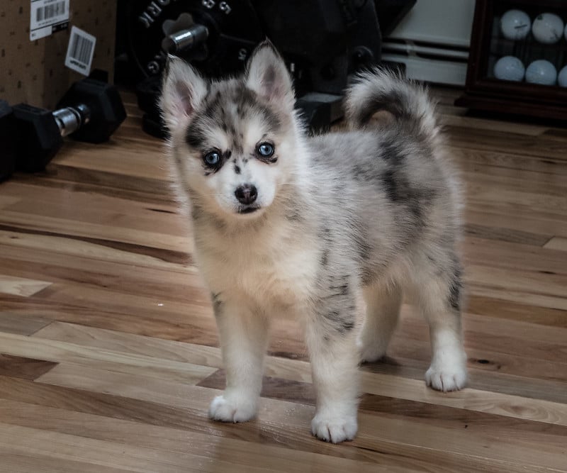 what is a pomsky puppy