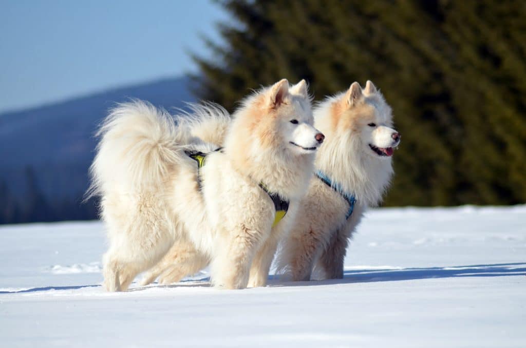 samoyed coat care