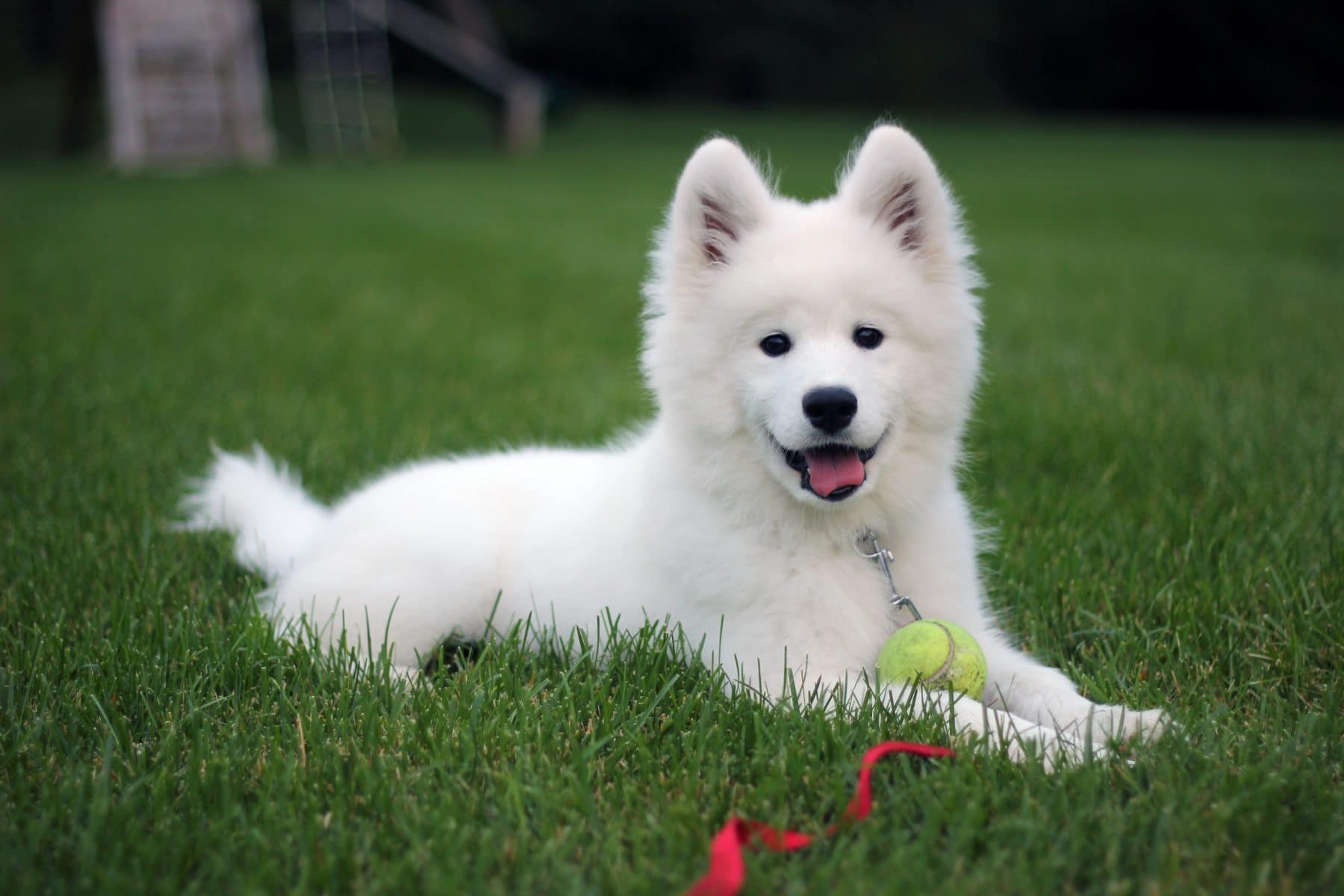 Ung melodi Afdeling The Samoyed Puppy: Everything You Need to Know about the Ultimate Snow Dog  | The Dog People by Rover.com