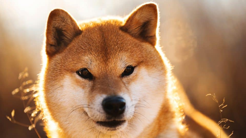 Top 120 Shiba Inu Names The Dog People By Rover Com