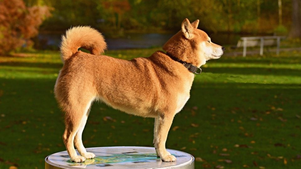 Shiba Inu Grooming Bathing Shedding And Why They Dont