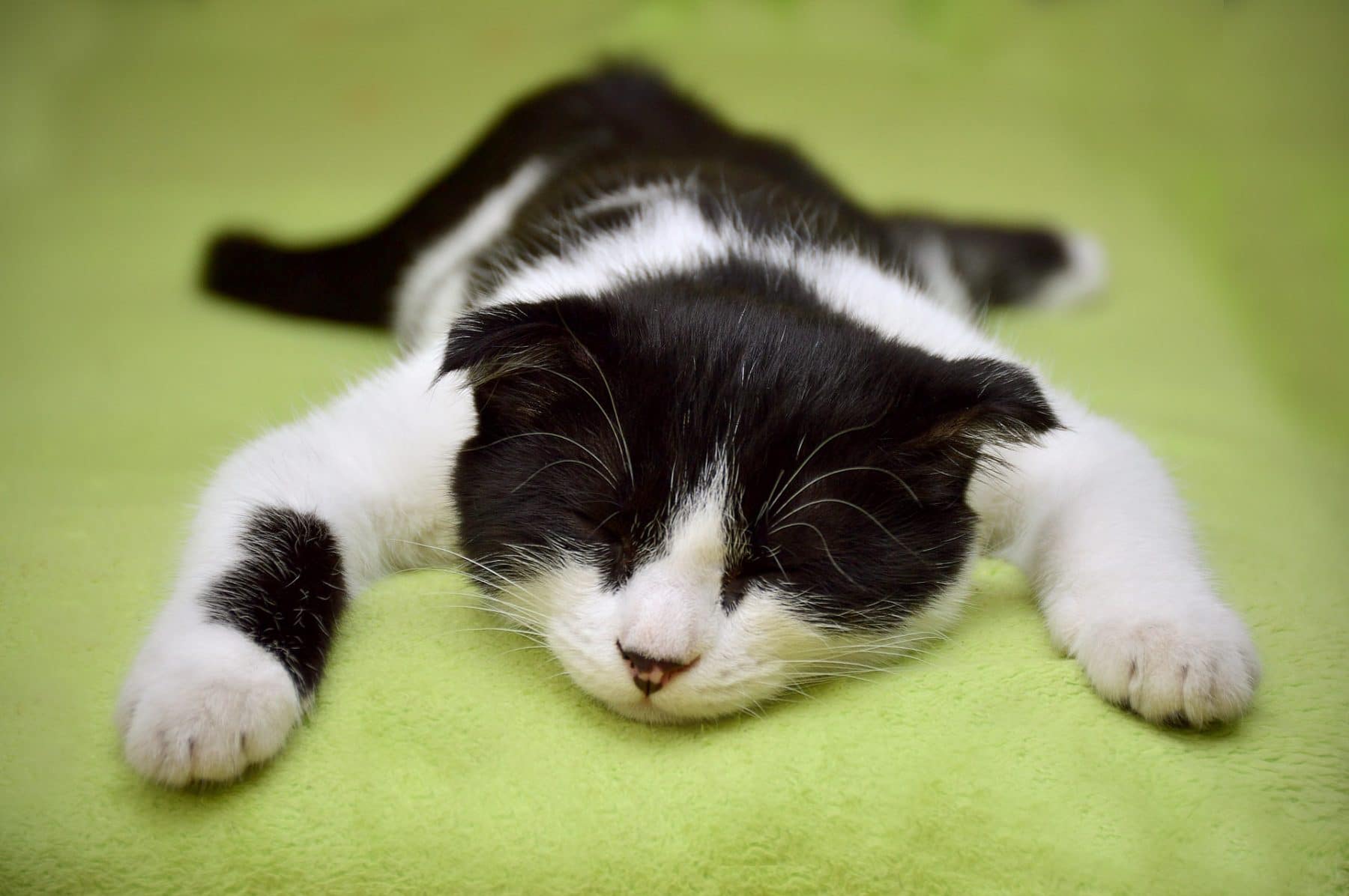 Least Active Cat Breeds: 11 Cats With More Chill Than Chase