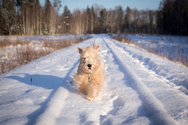 Dog Running in Winter - Pixabay