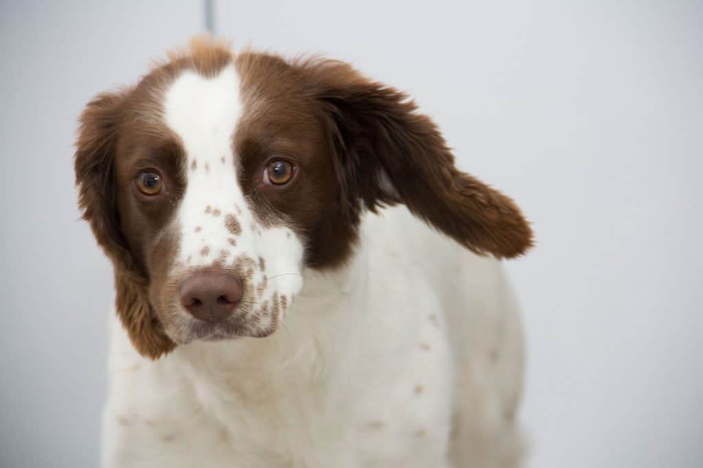 Top 119 Most Popular Springer Spaniel Names