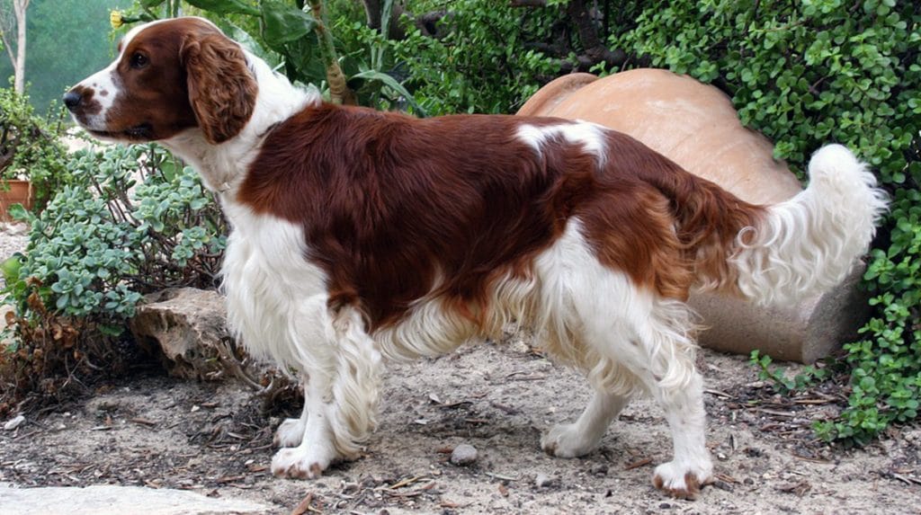 black tipped sable springer spaniel