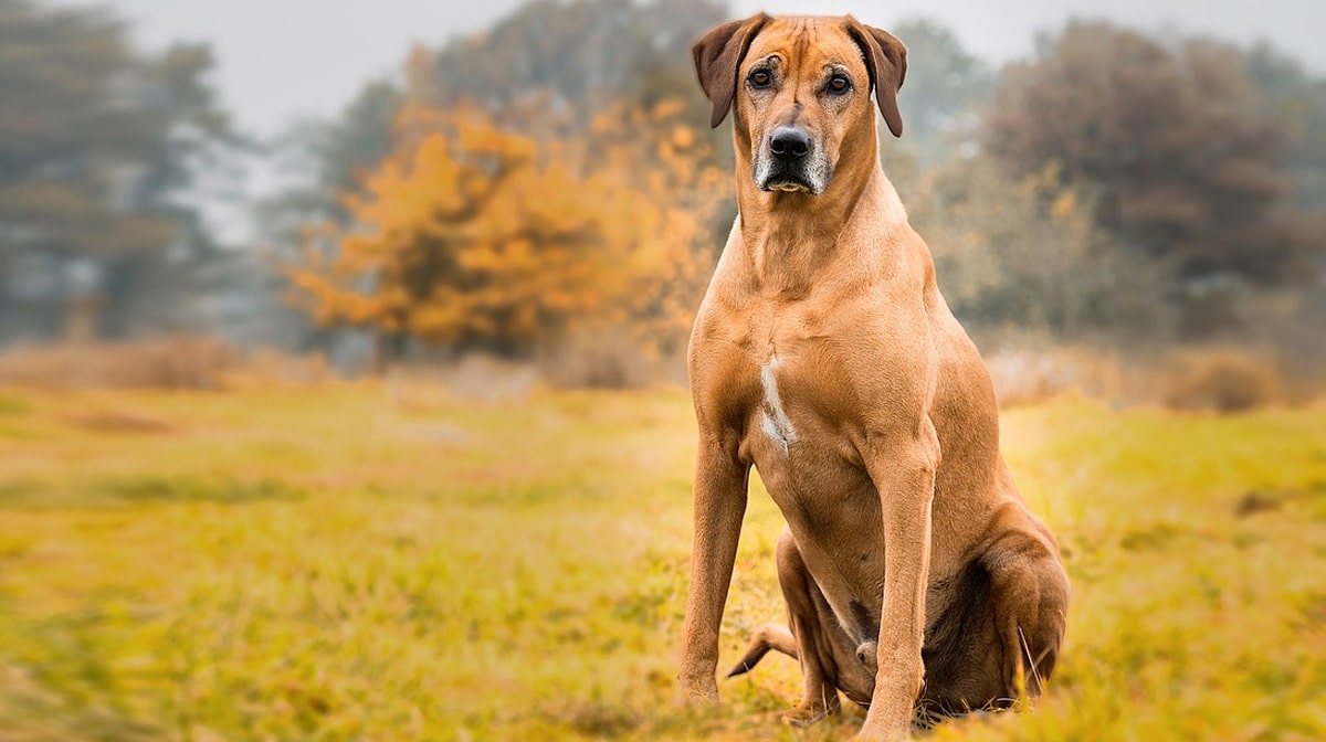 Top 120 Rhodesian Ridgeback Names The Dog People By Rover Com
