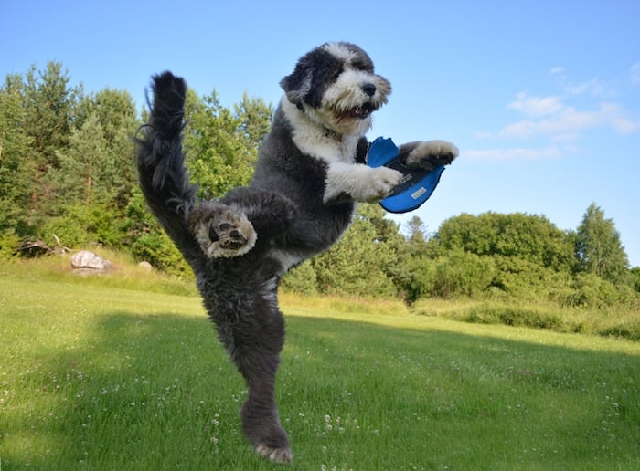 chien qui fait de l'exercice pour garder la forme