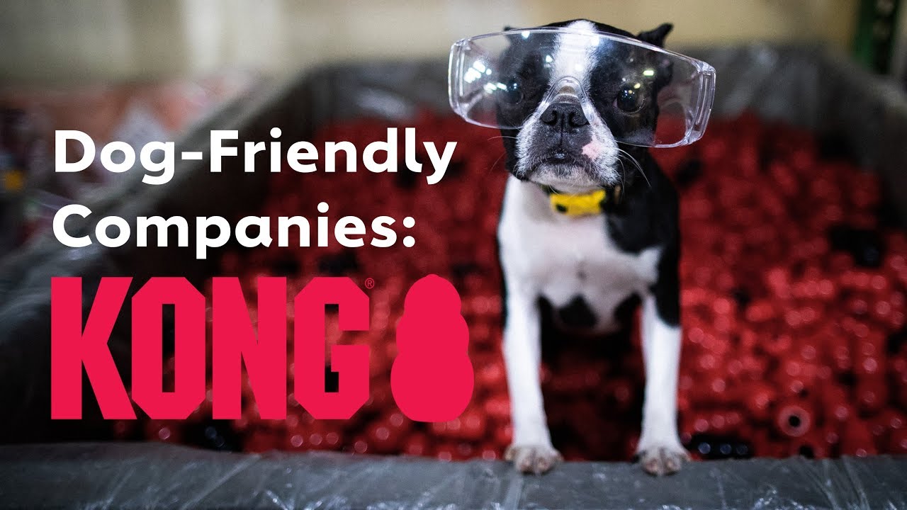 Toys to Keep Dogs Busy Tips and Tricks to Busy Your Home Alone Dogs