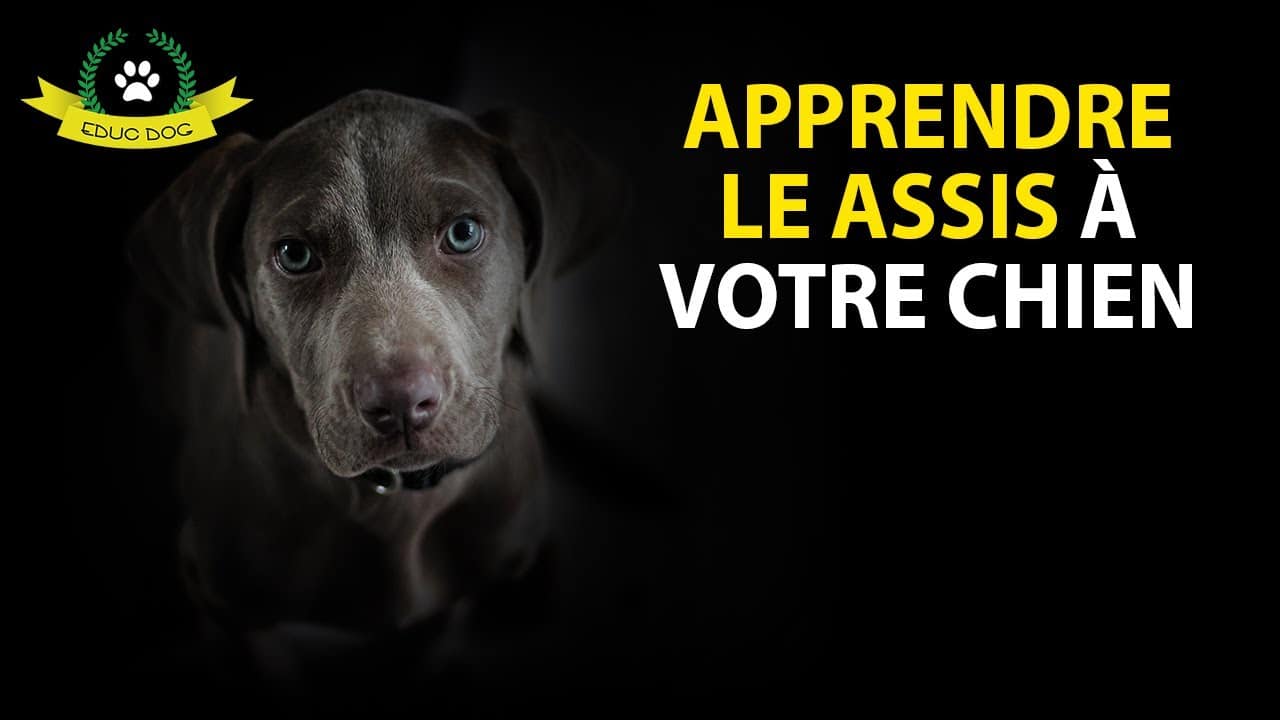 Les 7 compétences clés du dressage du2019un chien  Rover Blog
