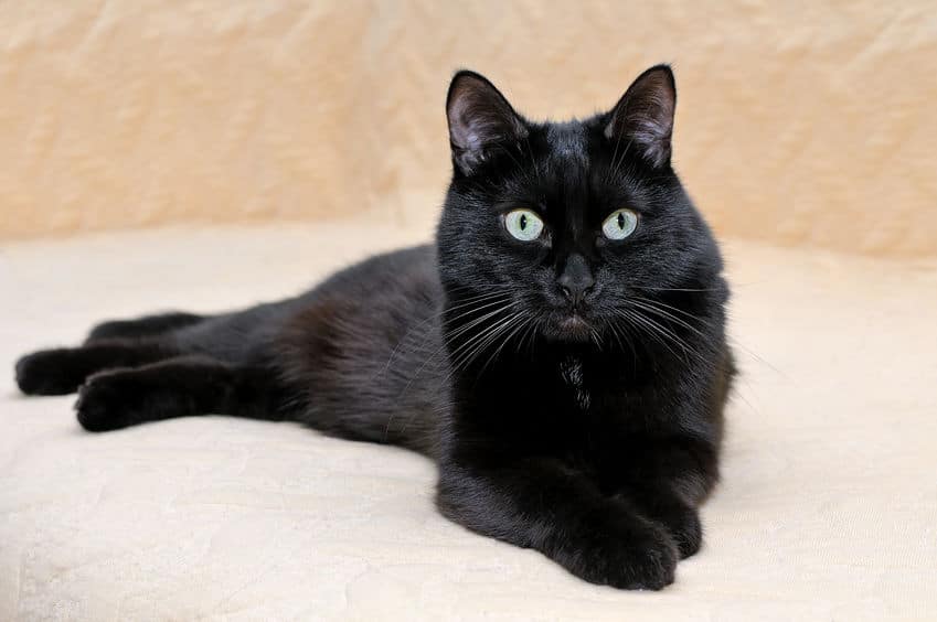 Black Cat Breeds 11 Breeds With Gorgeous Dark Coats